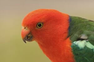 Images Dated 16th January 2009: Australian King Parrot, Dandenong Ranges National Park, Victoria, Australia, Pacific