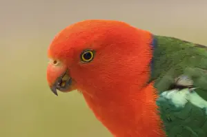 Dandenong Ranges Prints: Australian King Parrot, Dandenong Ranges National Park, Victoria, Australia, Pacific