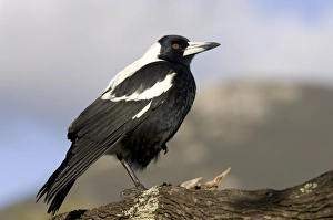 One Bird Only Prints: Australian Magpie (Gymnorhina tibicen), Wilsons Promontory National Park