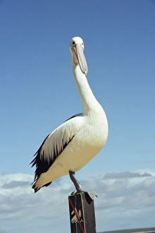 Australian pelican, Pelecanus conspicillatus, Shark Bay, Western Australia