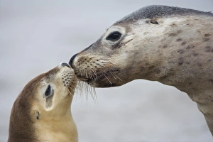 Smooching Prints: Australian sea lion (Neophoca cinerea), Seal Bay, Kangaroo Island, South Australia