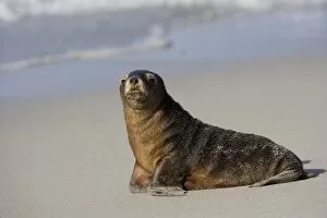 Images Dated 28th October 2007: Australian sea lion (Neophoca cinerea), Seal Bay, Kangaroo Island, South Australia