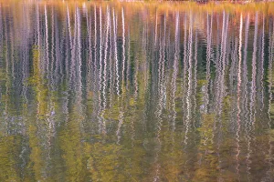 Rocky Mountains Prints: Autumn aspens reflected in a lake, Banff National Park, UNESCO World Heritage Site