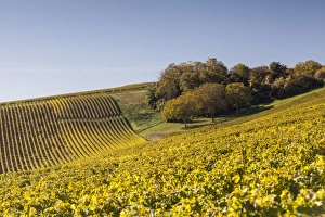 Centre Prints: Autumn color in the vineyards of Sancerre, Cher, Centre, France, Europe