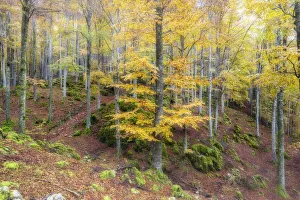 Autumn colors in the forest of Cansiglio in morning fog, Treviso province, Veneto, Italy