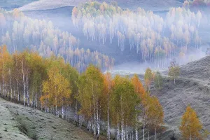 Romania Prints: Autumn colors fill the landscape with yellow and orange trees in the hills of Romania