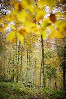 Autumn colors in the lush forest of Cansiglio, Treviso province, Veneto, Italy, Europe