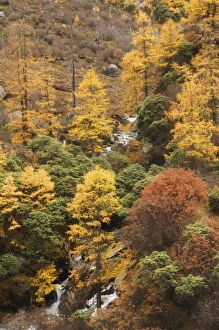 Sichuan Province Prints: Autumn colors, Yading Nature Reserve, Sichuan Province, China, Asia