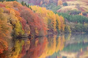 Autumn Gallery: Autumn colour on the banks of the River Tummel near Pitlochry, Scotland