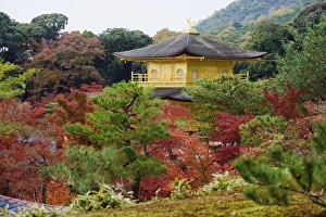 Images Dated 22nd November 2009: Autumn colour leaves, Golden Temple, Kinkaku ji (Kinkakuji), dating from 1397