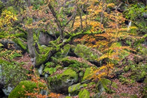 Autumn colour in October, Padley Gorge, Peak District National Park, Derbyshire, England