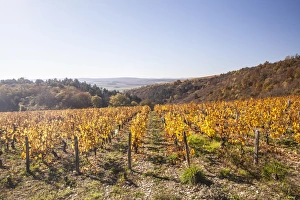Yonne Prints: Autumn colour in the vineyards of Irancy, Yonne, Burgundy, France, Europe