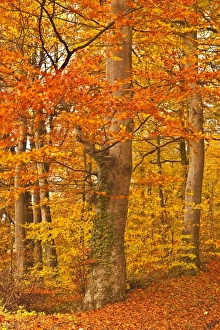 Wood Land Prints: Autumn colours in the beech trees near to Turkdean in the Cotwolds