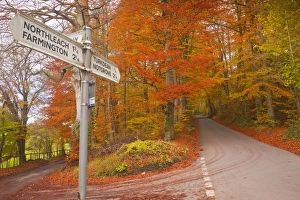 Autumn colours in the beech trees on the road to Turkdean in the Cotwolds, Gloucestershire, England, United Kingdom, Europe