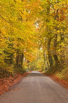 Rural Scenes Prints: Autumn colours in the beech trees on the road to Turkdean in the Cotwolds