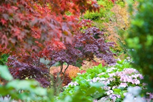 Bright Color Prints: Autumn colours in Grasmere, Lake District, Cumbria, England, United Kingdom, Europe