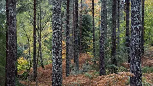 Tree Trunk Prints: Autumn Colours in Lael Forest, near Ullapool, Ross and Cromarty, Scottish Highlands
