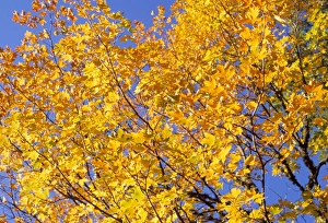 Bulgarian Prints: Autumn colours of leaves on tree in Rila Mountains, Rila National Park, Bulgaria, Europe