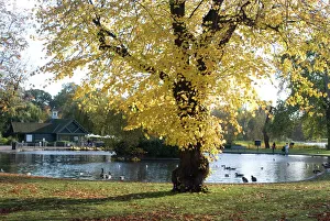 Parks Prints: Autumn colours near the boat house, Regents Park, London NW1, England