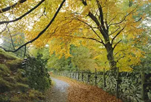 Autumnal Leaves Prints: Autumn colours near Grasmere, Lake District National Park, Cumbria, England, UK