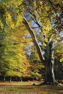 Hampshire Prints: Autumn colours, New Forest, Hampshire, England, UK