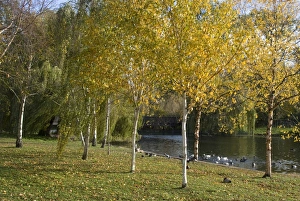 Birch Prints: Autumn colours by the pond in Regents Park, London NW1, England, United Kingdom