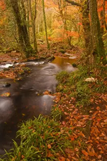 Red Leaf Prints: Autumn colours around the River Teign and Hannicombe Wood near to Fingle Bridge
