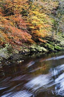 Orange Colour Prints: Autumn colours by the River Wharfe in Strid Wood, Bolton Abbey, Yorkshire