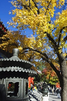 Images Dated 1st November 2007: Autumn colours at a temple in Fragrant Hills Park in the Western Hills