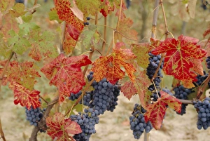 Autumn colours in a vineyard