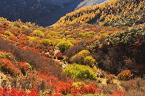 Autumn Colour Prints: Autumn colours, Yading Nature Reserve, Sichuan Province, China, Asia