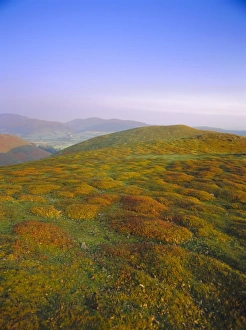 Autumn evening n the Long Mynd, Shropshire, England