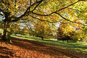 Chesterfield Prints: Autumn (fall) colours, Chatsworth Park