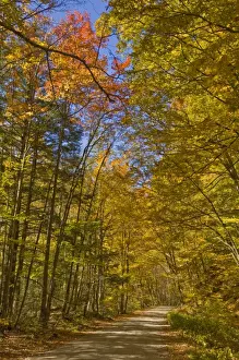 Virginia Prints: Autumn fall colours, Vermont back country road near West Arlington, Virginia