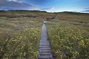 Autumn flora of birchwood and mosses, and wooden path, Skaftafell National Park