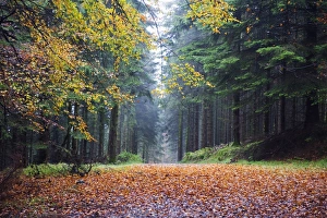 Images Dated 31st October 2009: Autumn foliage, Brecon Beacons National Park, South Wales, United Kingdom, Europe