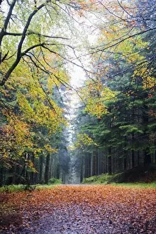 Images Dated 31st October 2009: Autumn foliage, Brecon Beacons National Park, South Wales, United Kingdom, Europe