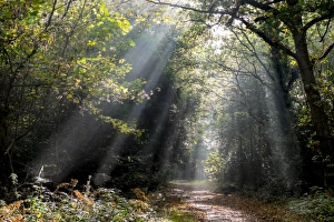 Surrey Prints: Autumn forest path, Surrey, England, United Kingdom, Europe