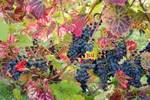 Fall Prints: Autumn grapes and vines, Denbies vineyard, Dorking, Surrey, England, United Kingdom