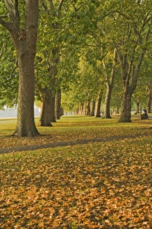 Images Dated 8th January 2000: Autumn, Hyde Park, London, England, United Kingdom, Europe