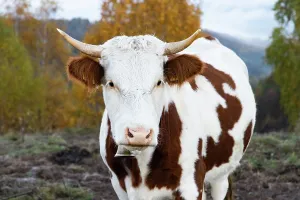 Meadow Prints: Autumn landscape with colorful trees and a brown and white cow grazing in Romania