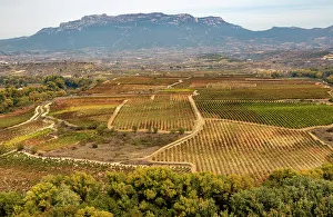 Grapevine Prints: Autumn landscape looking over fields of grape vines