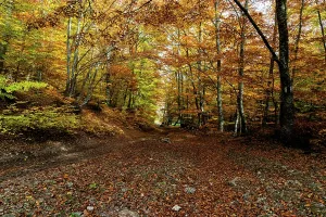 Trail Prints: Autumn landscape with trees displaying bright colors and a dirt path in a forest during fall