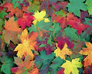 Fall Prints: Autumn leaves