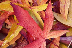 Images Dated 16th November 2008: Autumn leaves