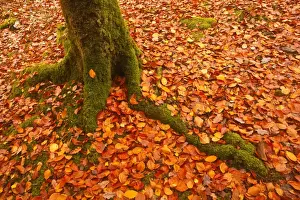 Red Leaf Prints: Autumn leaves in Charles Wood, Dartmoor National Park