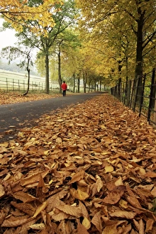 Leave Prints: Autumn leaves and lone figure at More Hall Reservoir, South Yorkshire, England