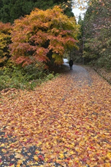Unrecognisable Person Prints: Autumn leaves along the old Nakasendo highway