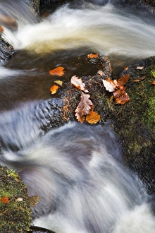 Bolton Abbey Prints: Autumn leaves in Posforth Gill, Bolton Abbey, Yorkshire, England, United Kingdom, Europe