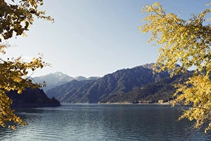 Images Dated 29th September 2008: Autumn leaves at Tian Chi (Heaven Lake), Xinjiang Province, China, Asia